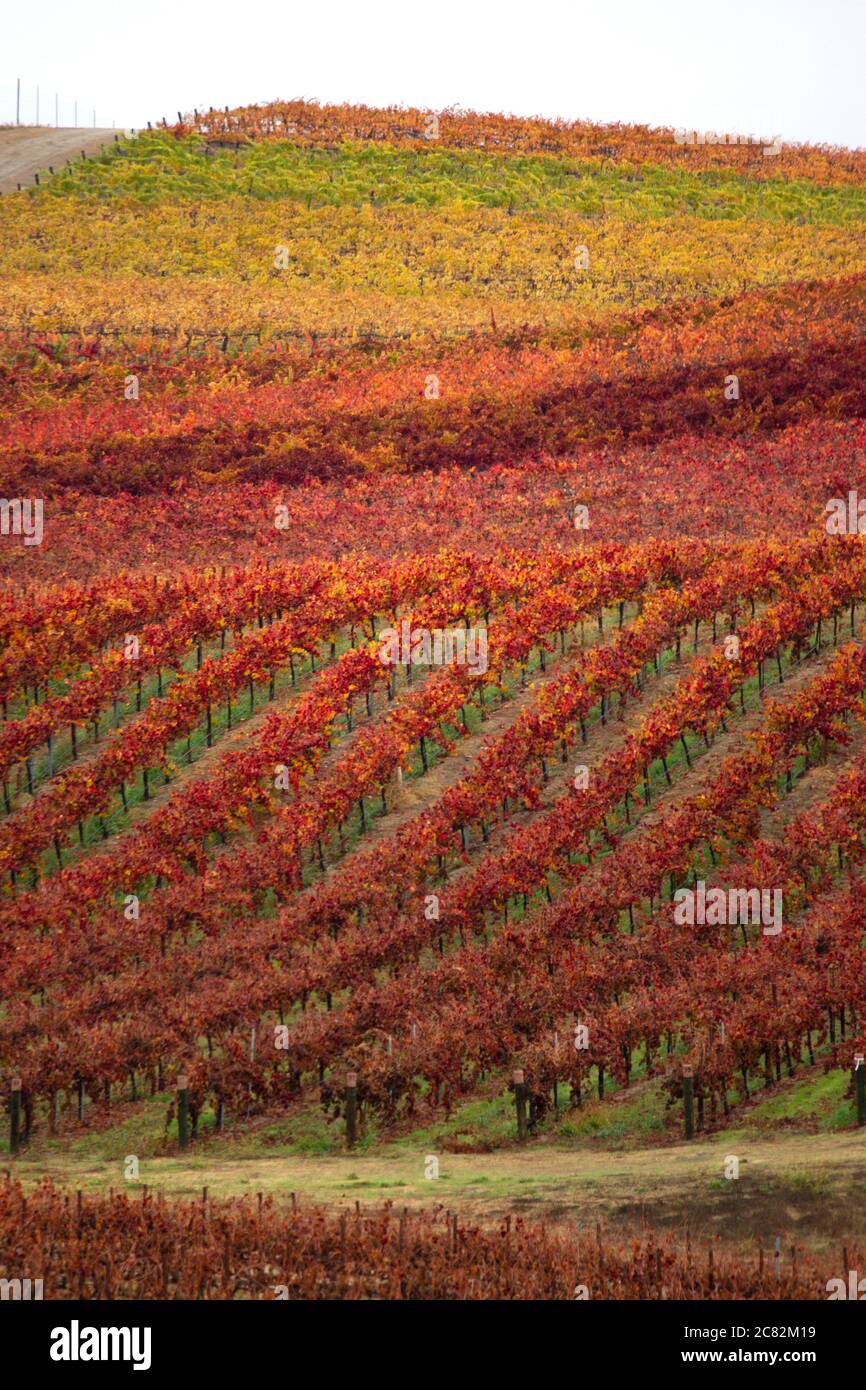 Spektakuläre Herbstfarben in einem hügeligen Weinberg von Paso Robles in Burgunder-, Rot- und Goldtönen Stockfoto