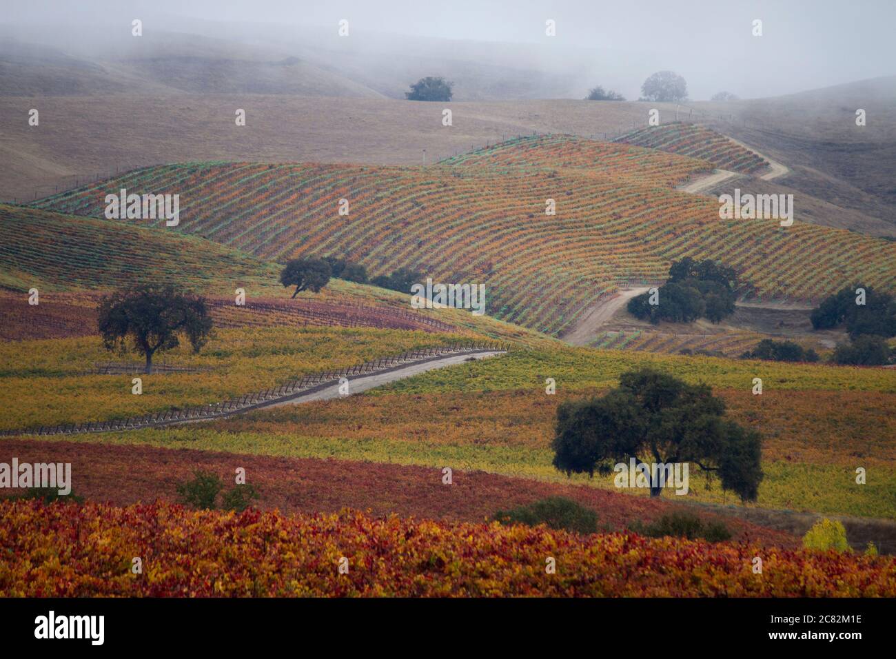 Nebel und Nebel in den herbstlichen Weinbergen des Weinlandes Paso Robles Stockfoto