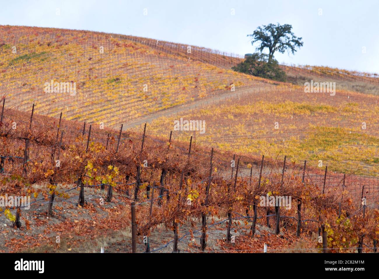 Einsamer Eichenbaum unter den Herbstfarben in den sanften Hügeln und Weinbergen des Weinlandes Paso Robles, Kalifornien Stockfoto