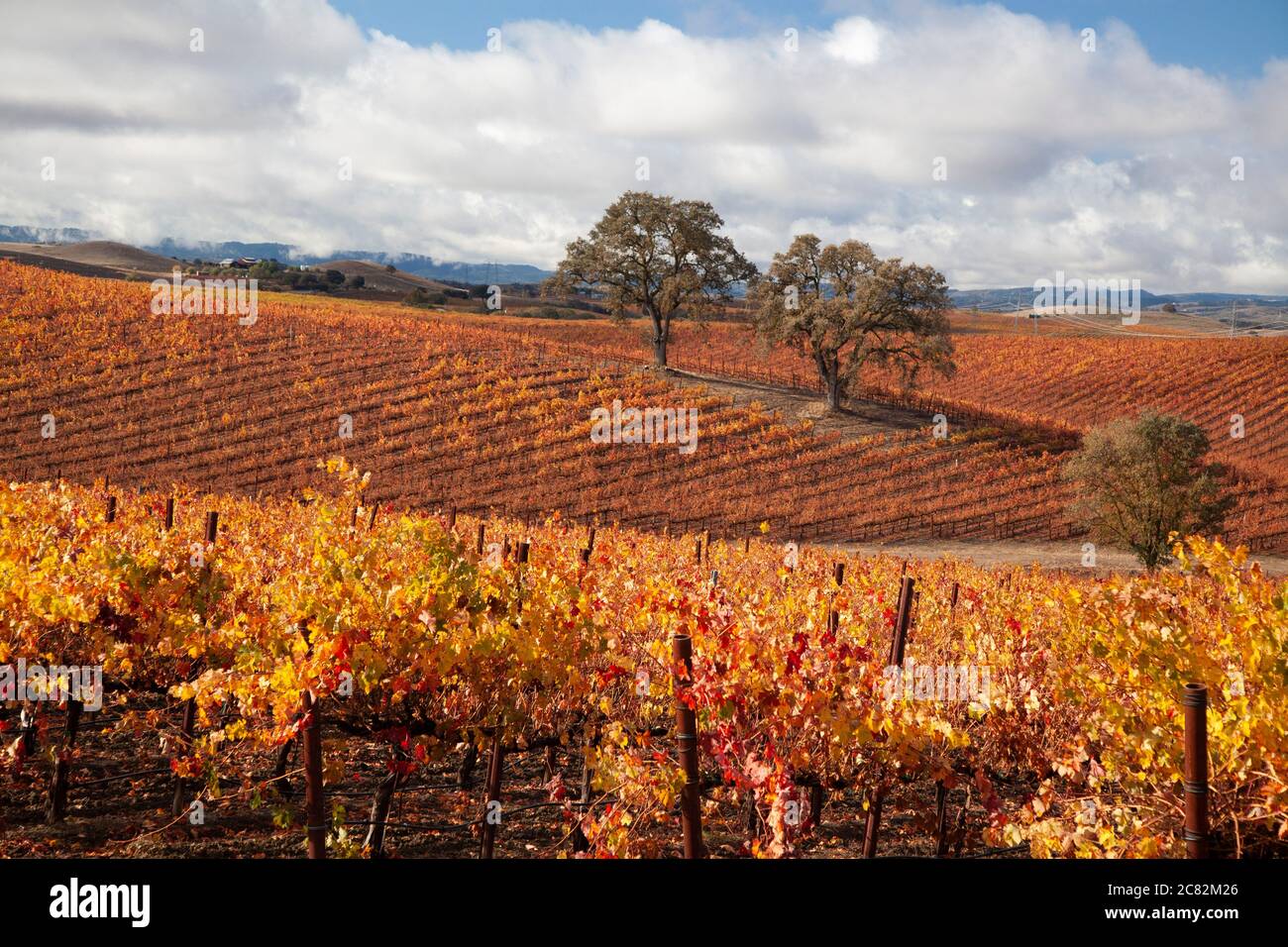 Schöne Herbstfarben in den Weinbergen unter den Eichen in Paso Robles Weinland, Kalifornien Stockfoto