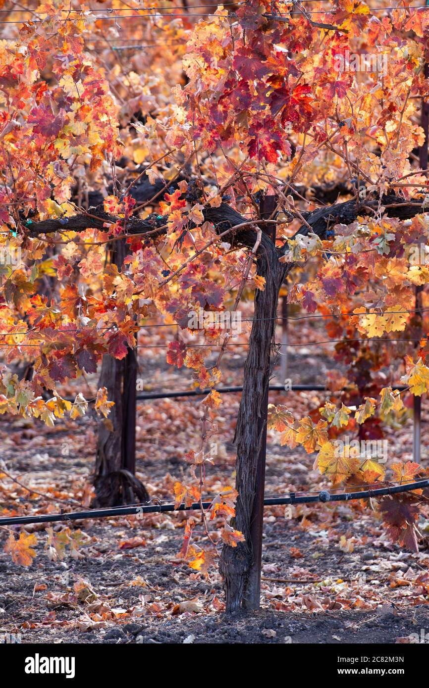 Details von Weintraubenreihen in schönen Herbstfarben bei Paso Robles, Kalifornien Stockfoto