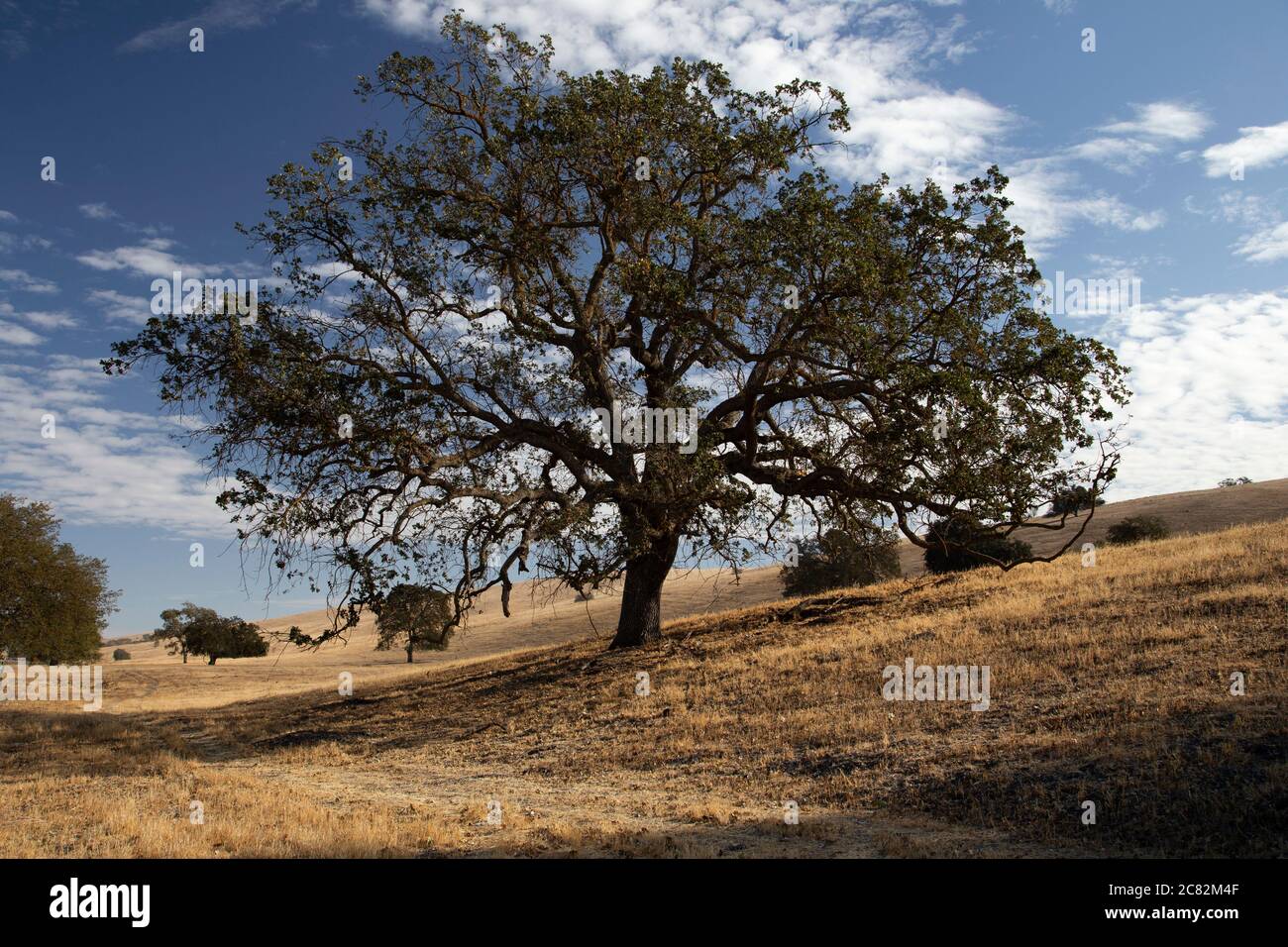 Einzelne majestätische Eiche auf einem Hügel im ländlichen San Luis Obispo County, Kalifornien Stockfoto