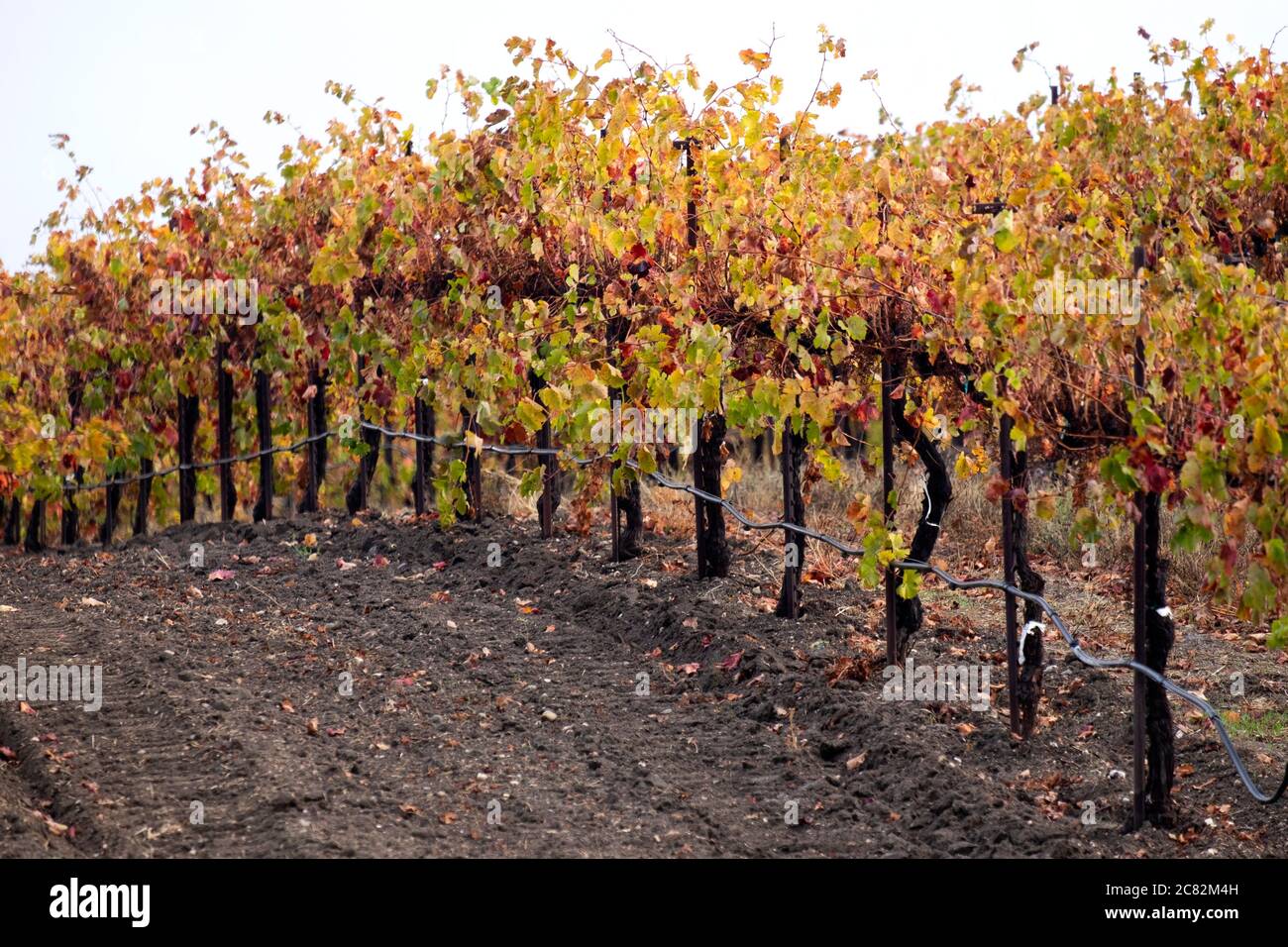 Details von Weintraubenreihen in schönen Herbstfarben bei Paso Robles, Kalifornien Stockfoto