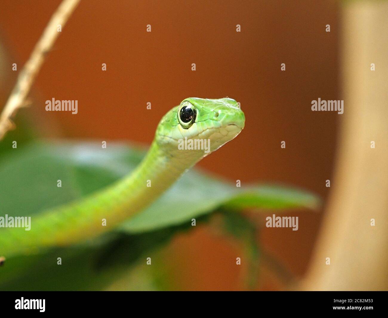 Green Bush Snake Stockfotos Und Bilder Kaufen Seite 3 Alamy