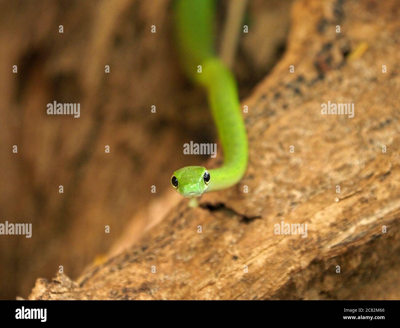 Green Bush Snake Stockfotos Und Bilder Kaufen Seite 3 Alamy
