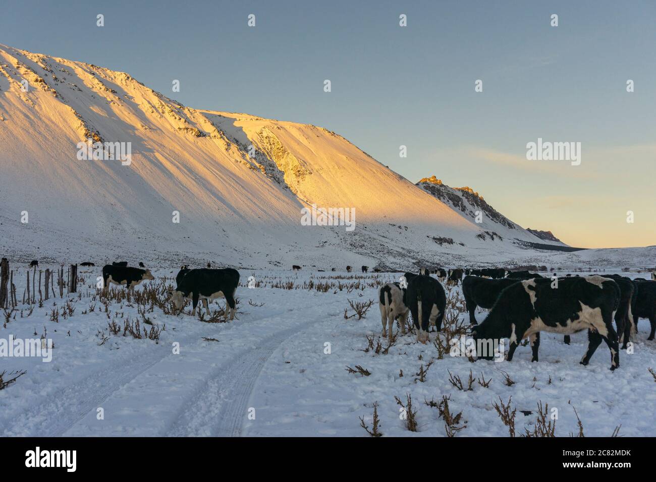 Viehzucht auf einem Schneefeld gegen Berge während der Wintersaison in Esquel, Patagonien, Argentinien Stockfoto