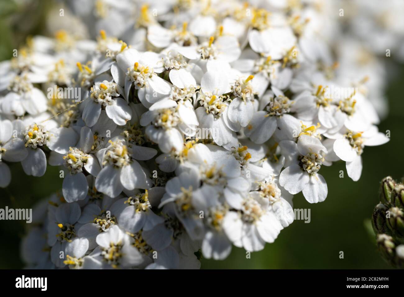 Schafgarbe (Achillea millefolium), Wildblume, Großbritannien Stockfoto