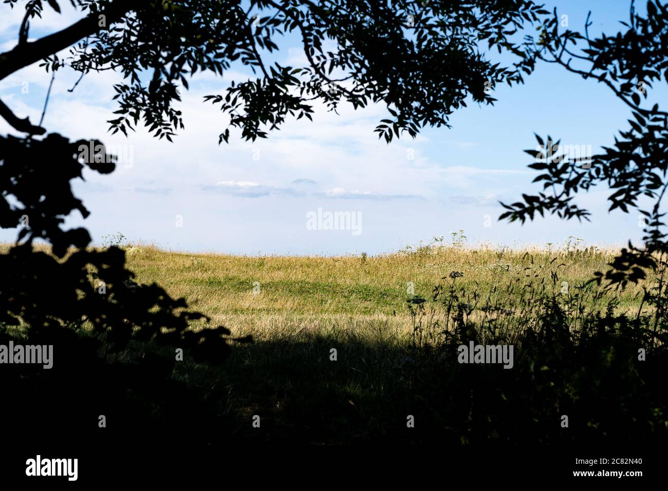 Blick auf den Rand des Hügels, eingerahmt von verspachtelten Ästen, Devil's Dike Valley, South Downs, Sussex, UK Stockfoto