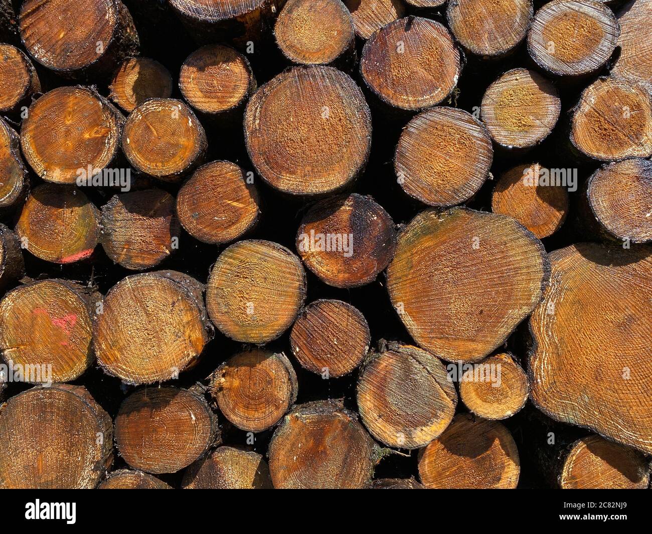 Nahaufnahme von Baumstämmen Stockfoto
