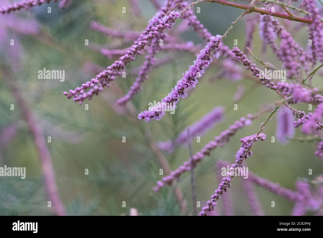 Tamarix ramosissima sommerblühender Strauch. Auch bekannt als Tamarisk. Stockfoto