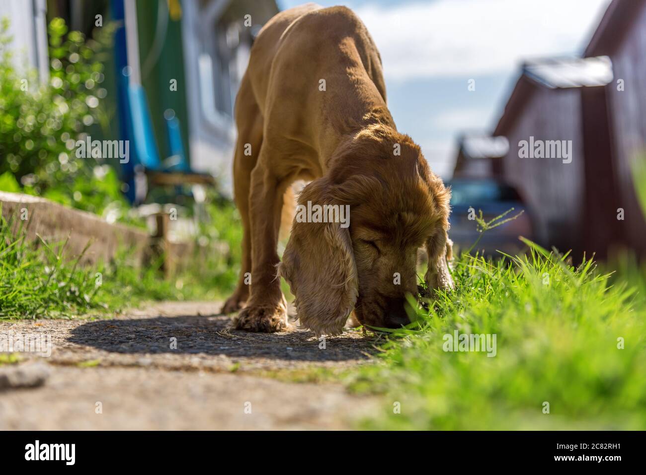 Süße american Cocker Spaniel Welpen Stockfoto