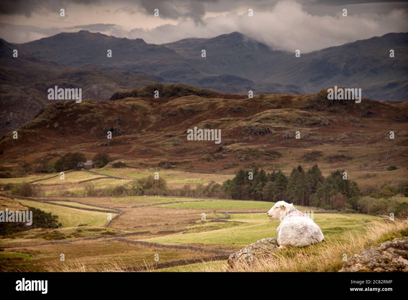 Ein herdwick Schafe ruht auf einem Felsen mit Blick auf Birkerthwaite in der Lake District. Stockfoto