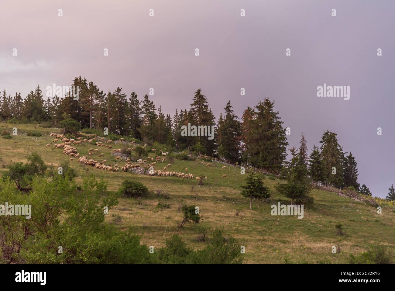 Herde mit einem Hirten in den Bergen Stockfoto