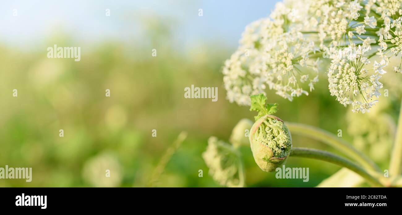 Große grüne Knospe und Blüten zukünftiger Samen der giftigen Pflanze Giant Hogweed, Nahaufnahme. Gefährliche Pflanze, die unkontrolliert verbreitet und der Saft Stockfoto