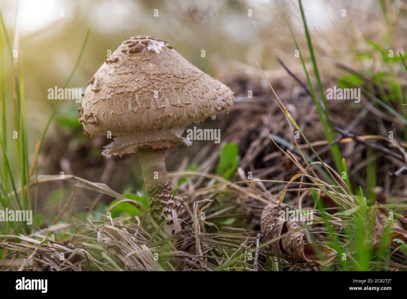 Nahaufnahme eines Sonnenpilzes auf der Graswiese. Stockfoto