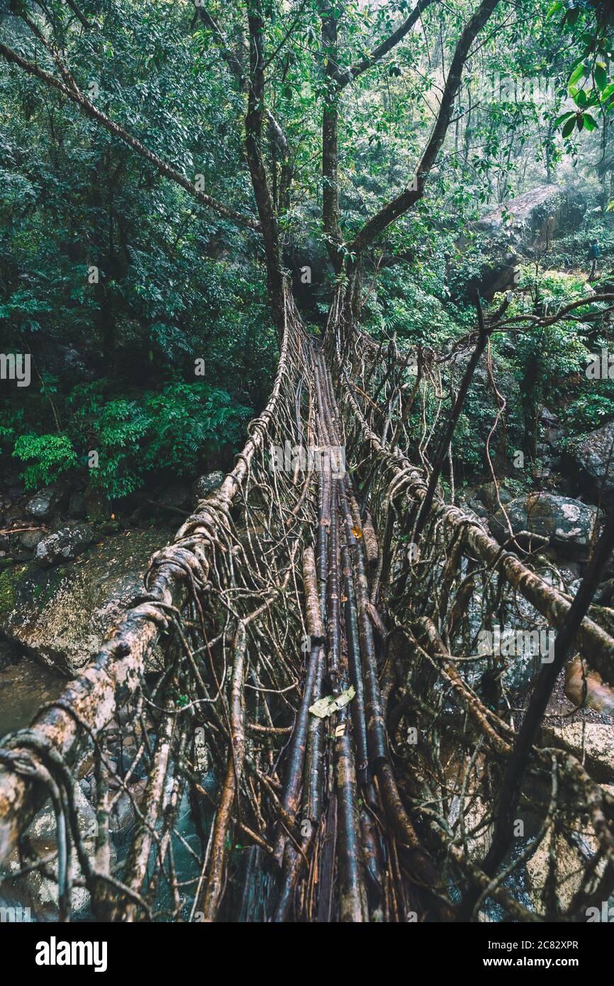 Lebende Wurzelbrücke in Cherrapunji, Meghalaya, Indien Stockfoto