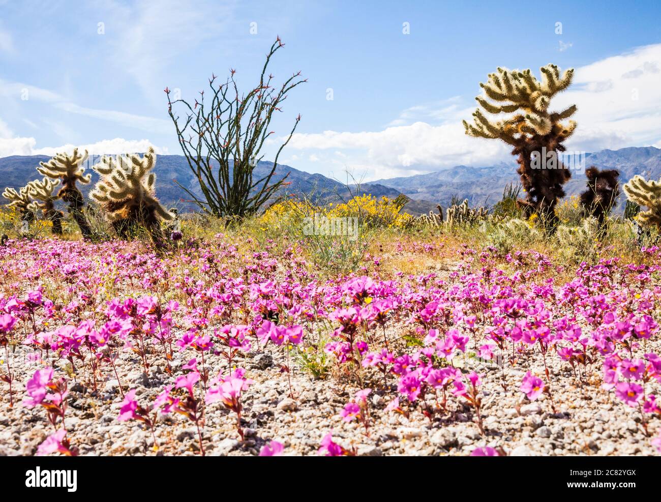 Ocotillo und wilde Blumen in der Nähe von Borrego Springs, Anza Borrego Desert State Park im Hintergrund, Kalifornien, USA Stockfoto