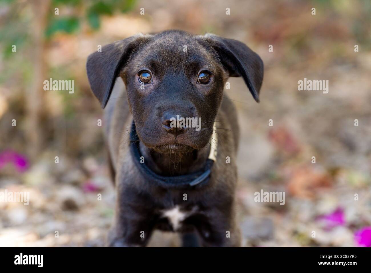 Ein süßer schwarzer Welpe Hund mit großen Augen schaut direkt auf die Kamera Stockfoto