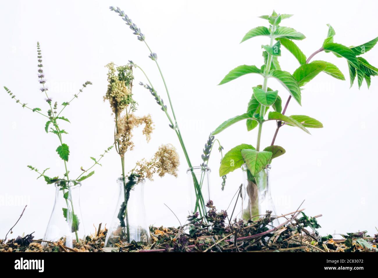 Laborglasflaschen zur Kräutermedizin-Zubereitung mit Kräutern und Blumen, Aromatherapie und ätherischen Ölen. Stockfoto
