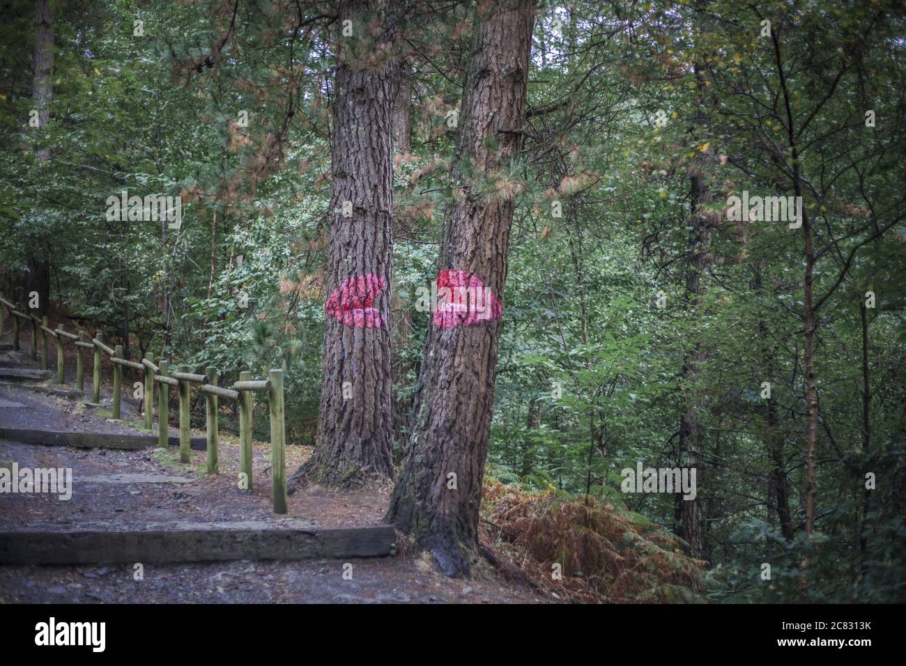 Lippen auf den Baumstämmen im Oma Wald gemalt Im Baskenland Stockfoto