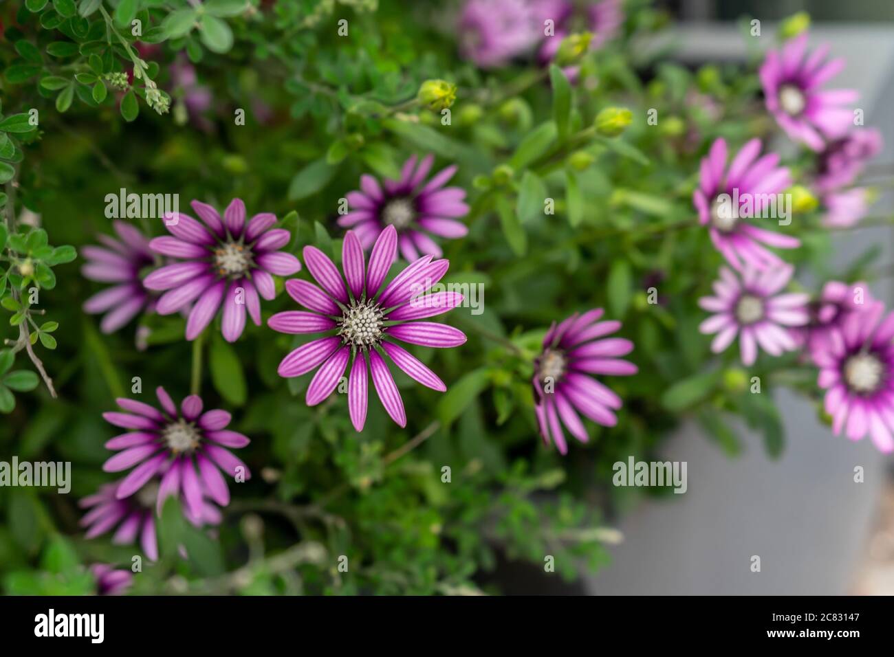 Schöne lila osteospermum Blumen in einem Garten Stockfoto