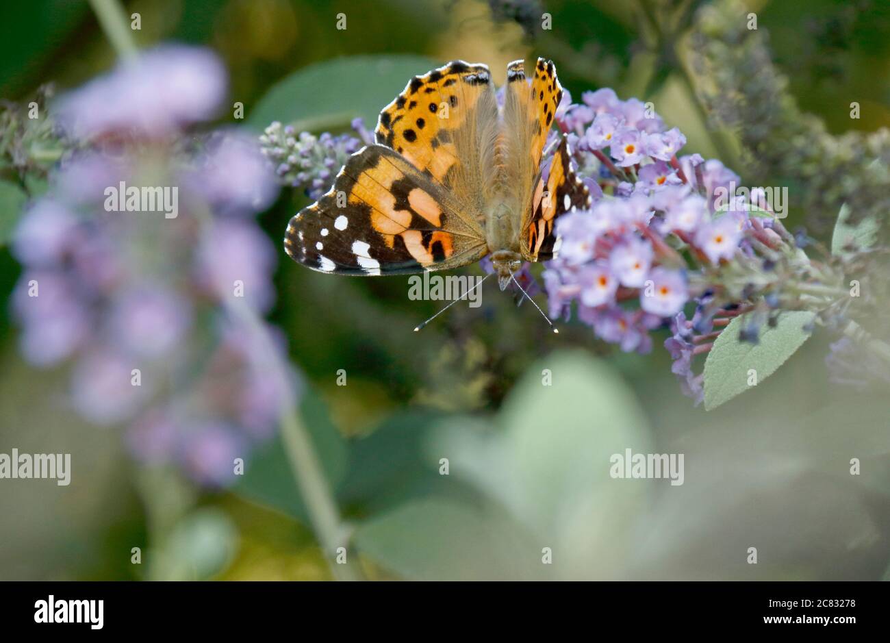 Gemalte Dame Schmetterling hängt auf lila Schmetterling Busch Stockfoto