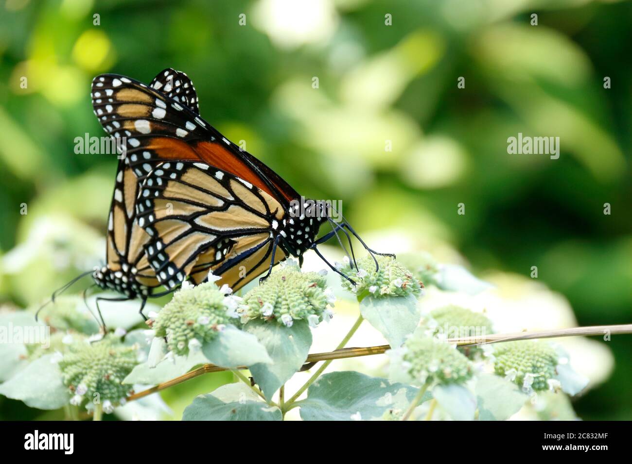 Paarung Monarch Schmetterlinge in Balz Flug beim Essen Stockfoto