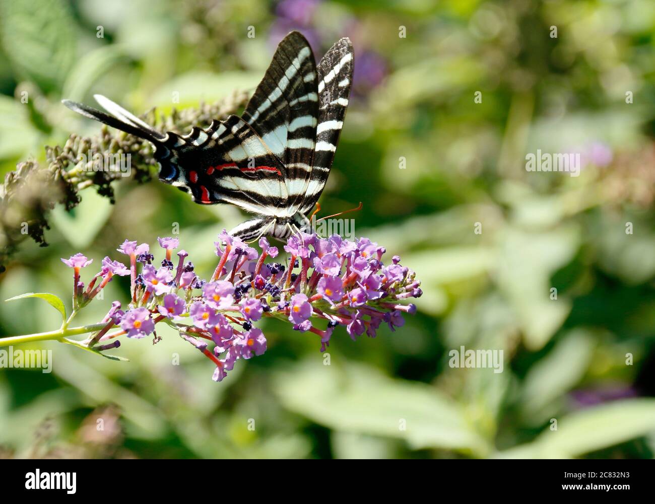 Zebra Schwalbenschwanz ernährt sich von rosa Schmetterlingsbusch Stockfoto