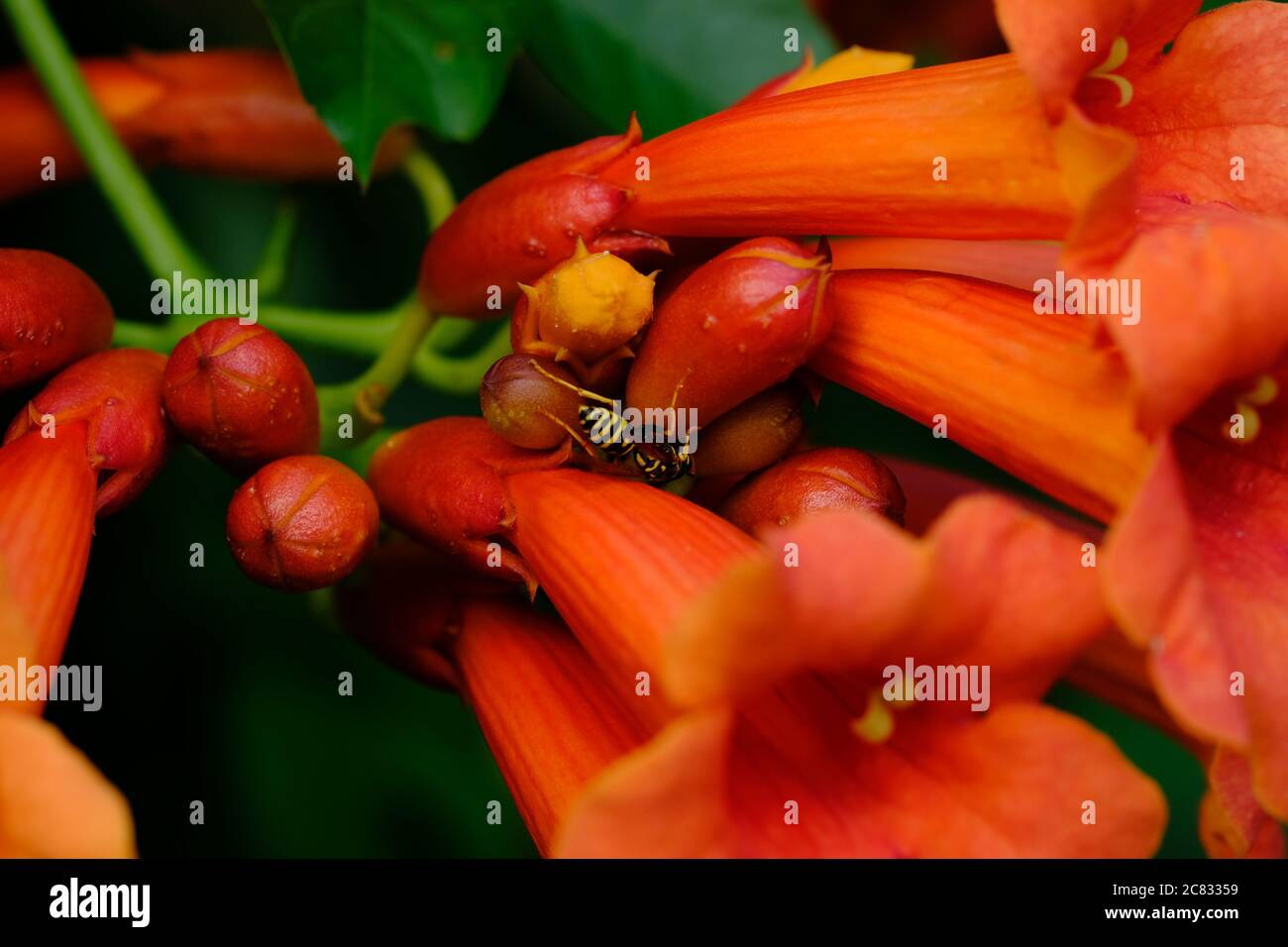 Wespe kriecht zwischen den leuchtend roten Knospen und Blüten einer roten Trompetenrebe (Campsis radicans) in einem Glebe-Garten, Ottawa, Ontario, Kanada. Stockfoto