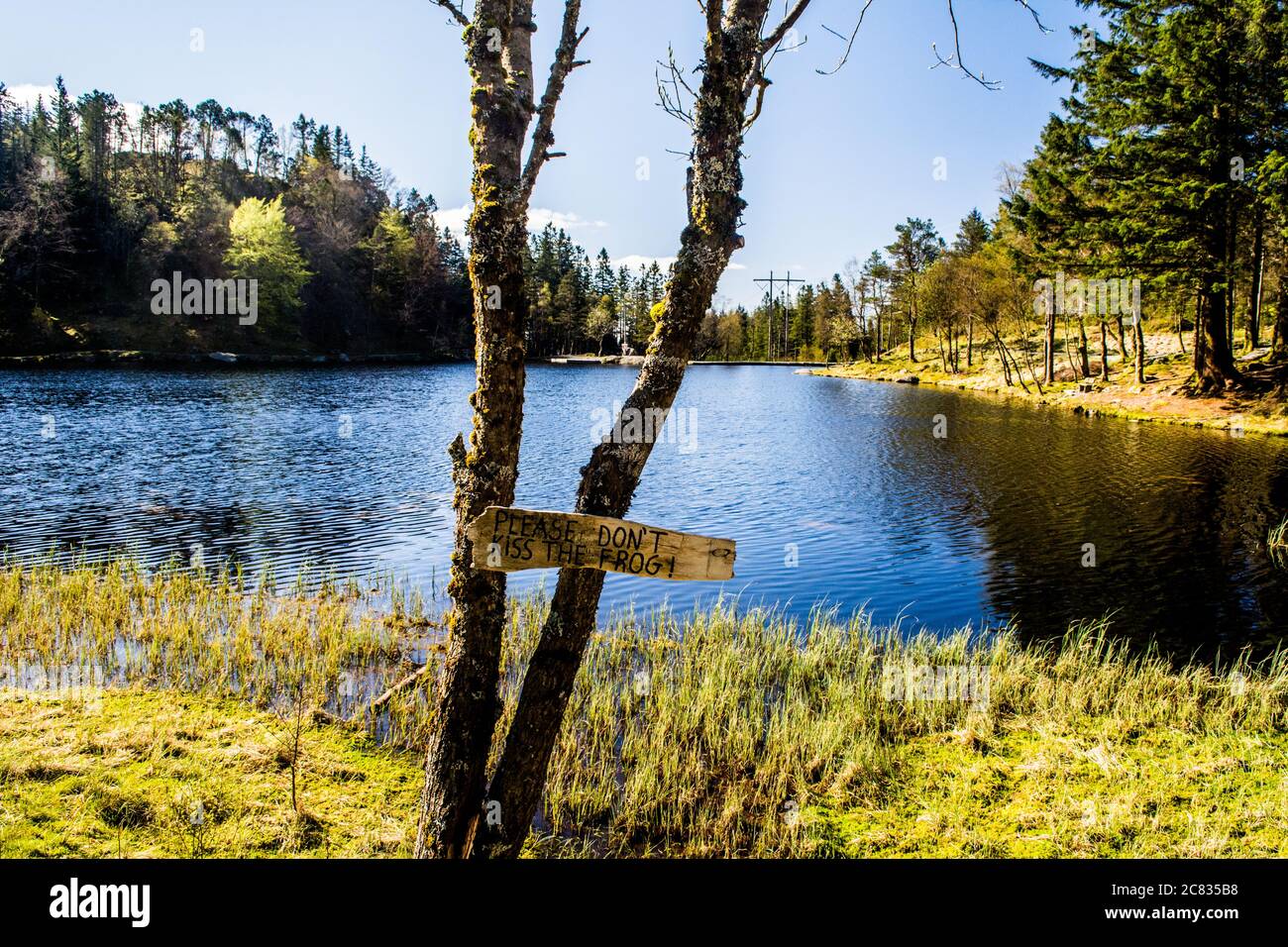 Alter blattloser Baum am See mit einem Holzschild Sagen Bitte küssen Sie den Frosch nicht Stockfoto