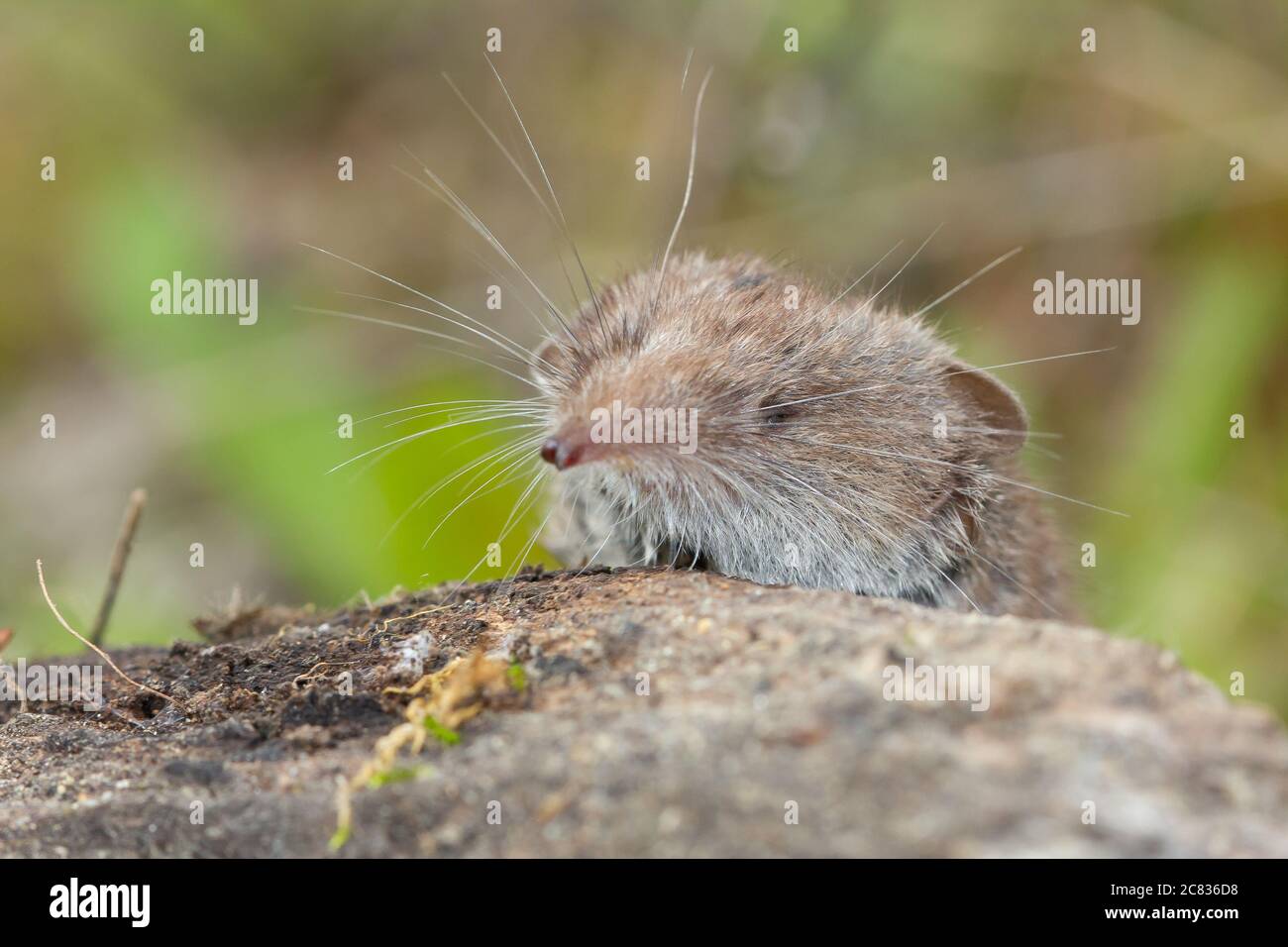 Makroaufnahme des kleinsten Säugetiers der Welt Bekannt als die etruskische Spitzmaus, die auf einem Felsen sitzt Stockfoto