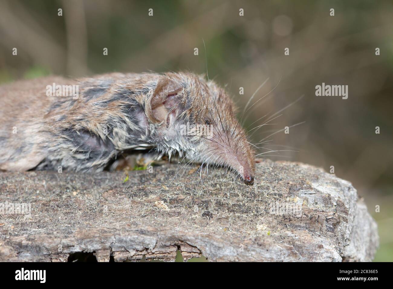 Makroaufnahme des kleinsten Säugetiers der Welt Die etruskische Spitzmaus, die auf einem verfallenden Baumstamm liegt Stockfoto