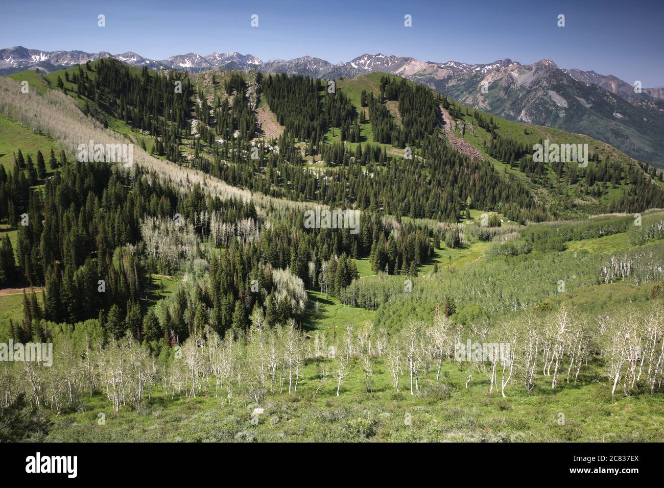 Big Cottonwood Canyon, Utah Stockfoto