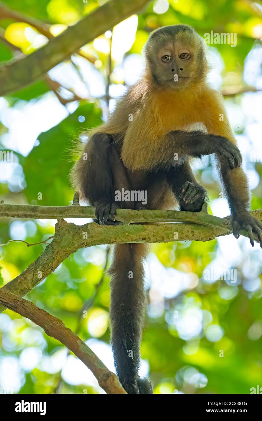 Junger Kapuzineraffen in den Bäumen bei Alta Floresta, Brasilien Stockfoto