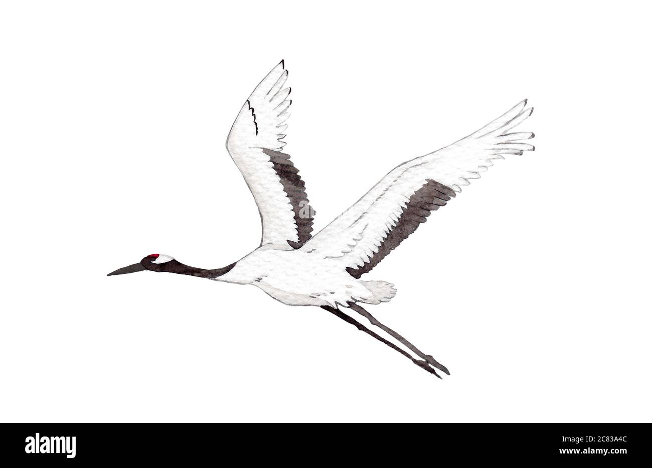 Japanische rot-Krone Kranich Vogel fliegen auf weißem Hintergrund. Aquarell  Handmalerei Illustration für die Dekoration auf Tapete, Stoff Textil  Stockfotografie - Alamy