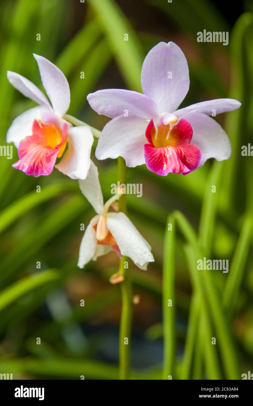 Das Nahaufnahme Bild der Hybrid-Orchidee Blumen Papilaenopsis Hao Xiang Ni (in Englisch Ich vermisse dich). Stockfoto