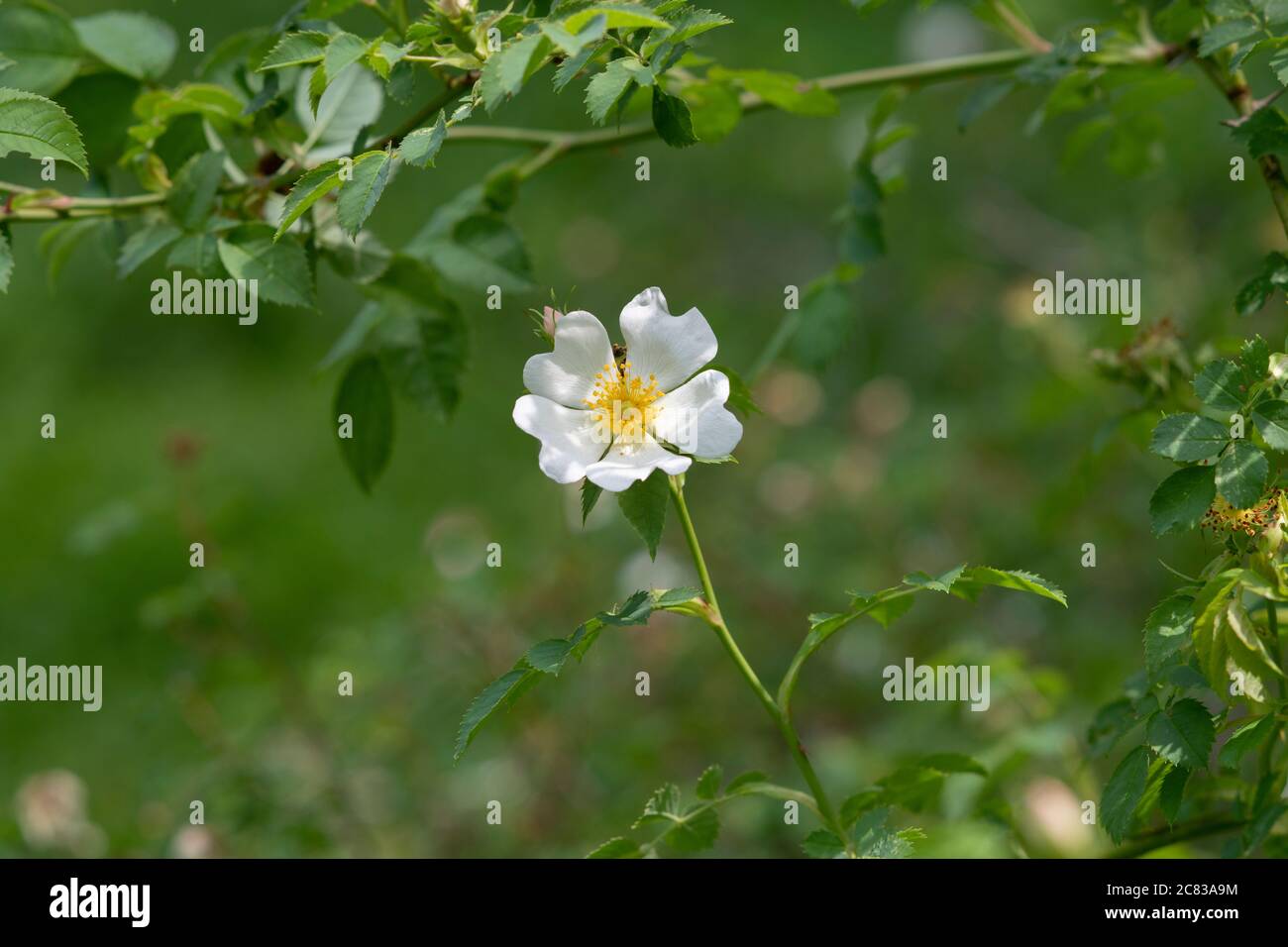Rosa Canina. White Dog Rose in der englischen Landschaft Stockfoto