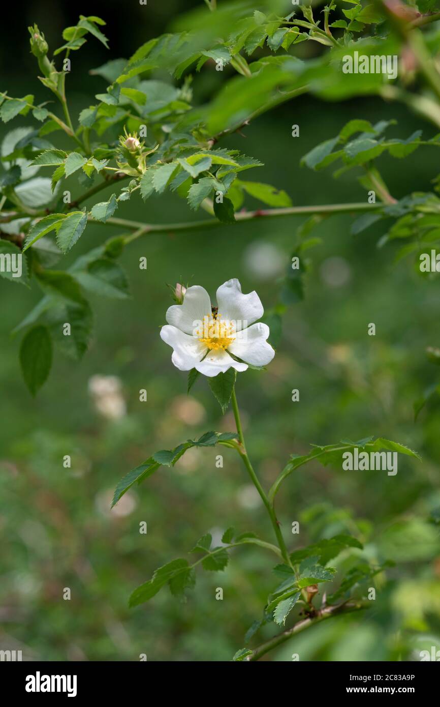 Rosa Canina. White Dog Rose in der englischen Landschaft Stockfoto