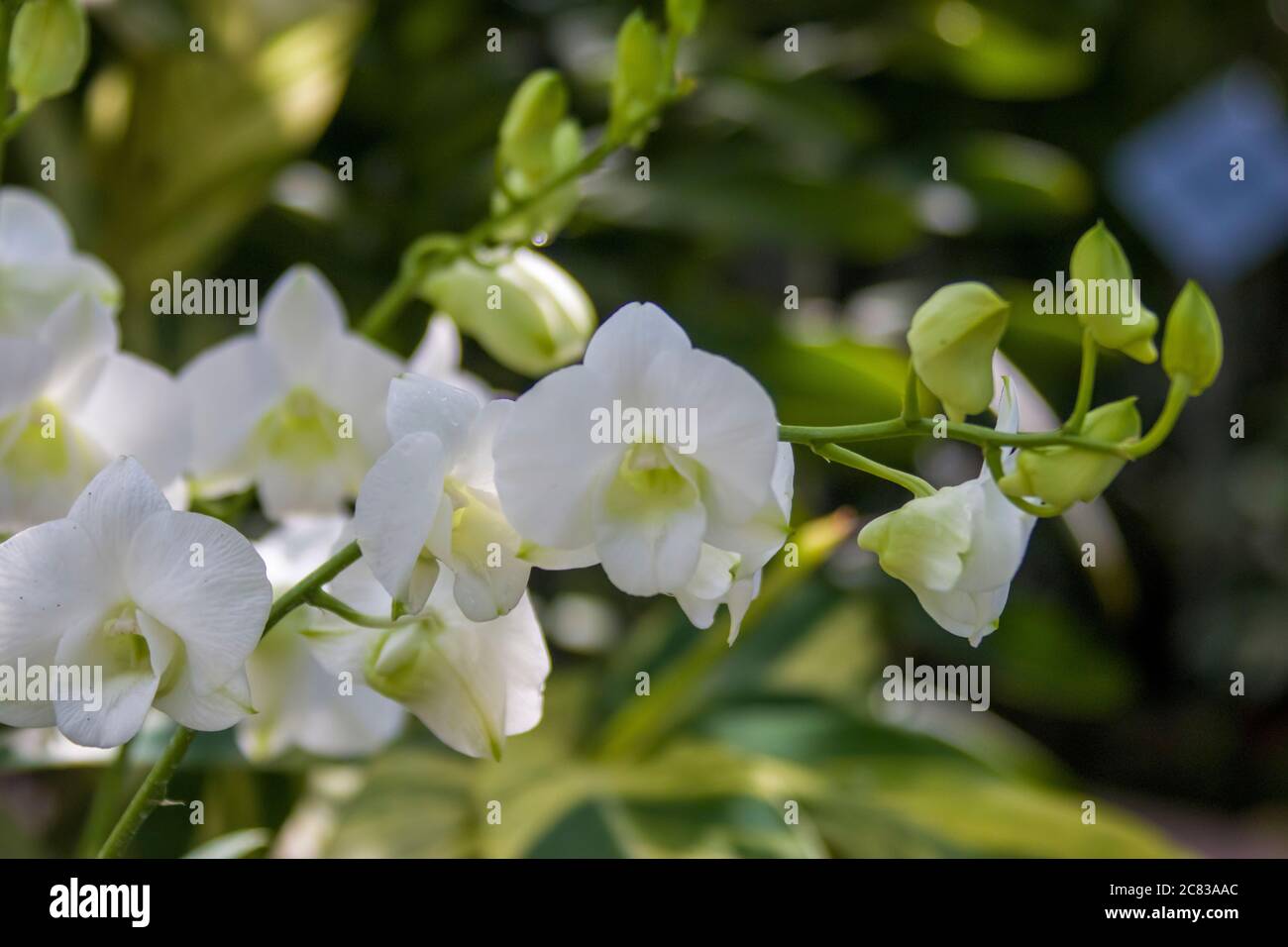 Dendrobium memoria prinzessin diana x dendrobium phalaenopsis Fotos