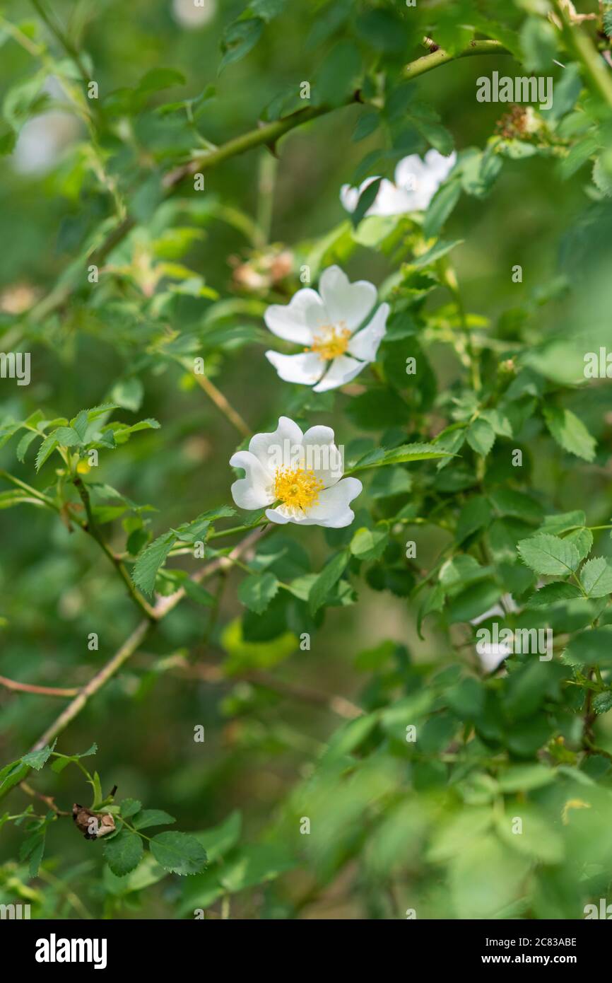 Rosa Canina. White Dog Rose in der englischen Landschaft Stockfoto