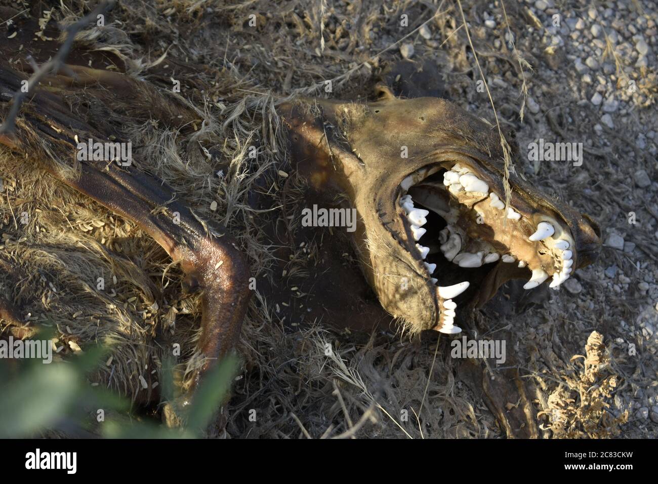 Totes Tier mitten im Wald. Oman Stockfoto
