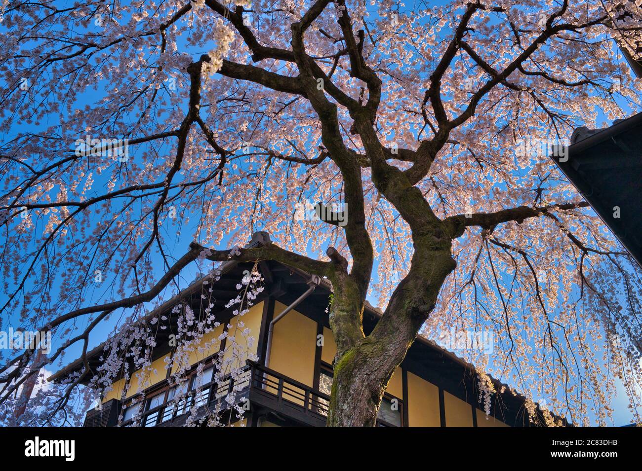 Die große Sakura und der blaue Himmel am Morgen in Sannenzaka sind ein beliebter Ort für Touristen, um Fotos in Kyoto, Japan zu machen. Stockfoto