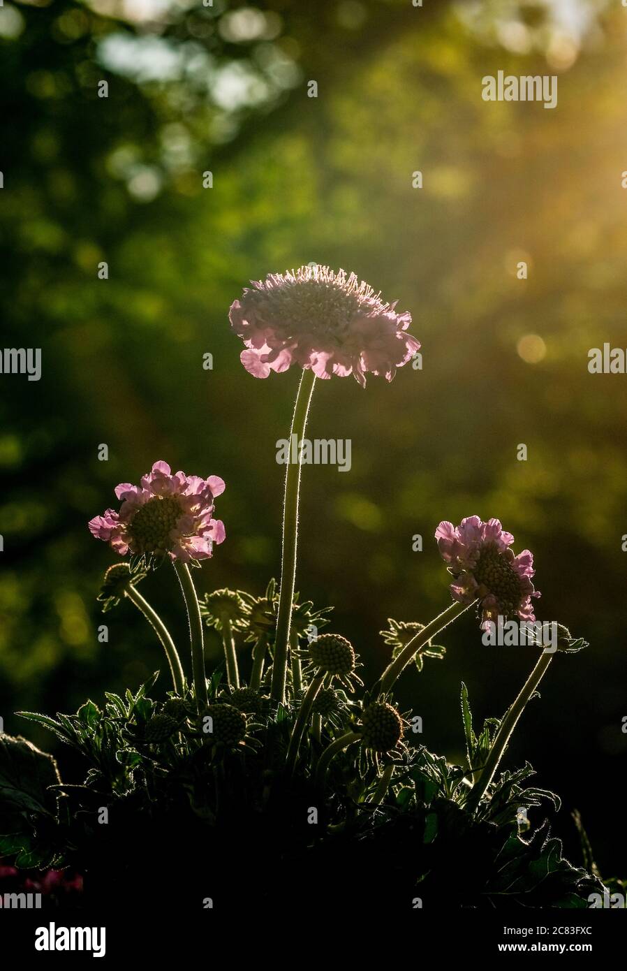 Berlin, Deutschland. Juli 2020. Eine blühende Witwenblume, auch bekannt als Witwenblume, Nähkissen oder Wiesenkraut. Die Blume wird regelmäßig von fast allen Schmetterlingen besucht. Aufgrund seiner langen Blütezeit ist es ein zuverlässiger Nektar-Lieferant für einige Schmetterlingsarten. Quelle: Jens Kalaene/dpa-Zentralbild/ZB/dpa/Alamy Live News Stockfoto