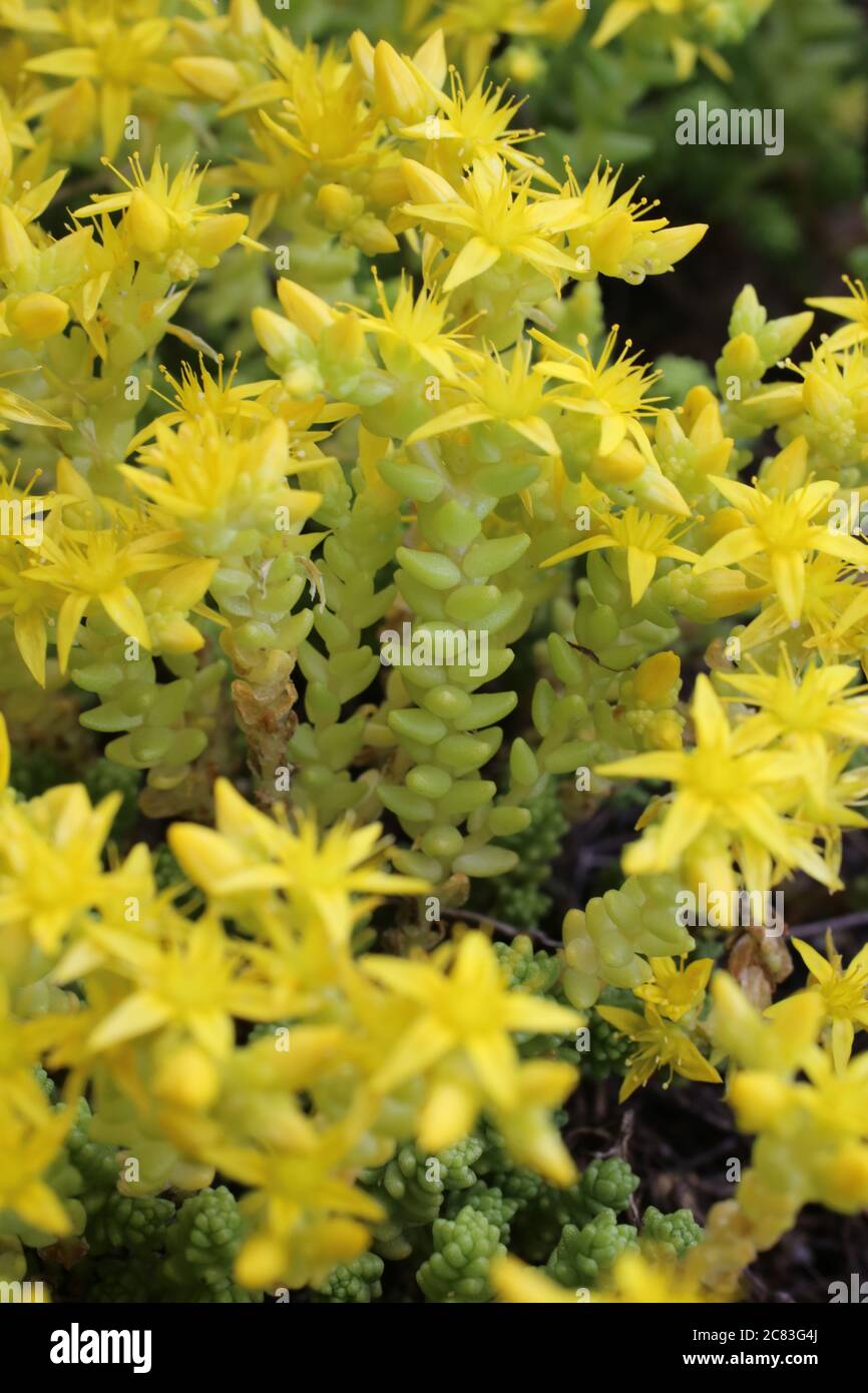 Sedum Acre, Goldmoos Steinbrotstein, beißender Steinbrotstein. Wildpflanze im Sommer erschossen. Stockfoto