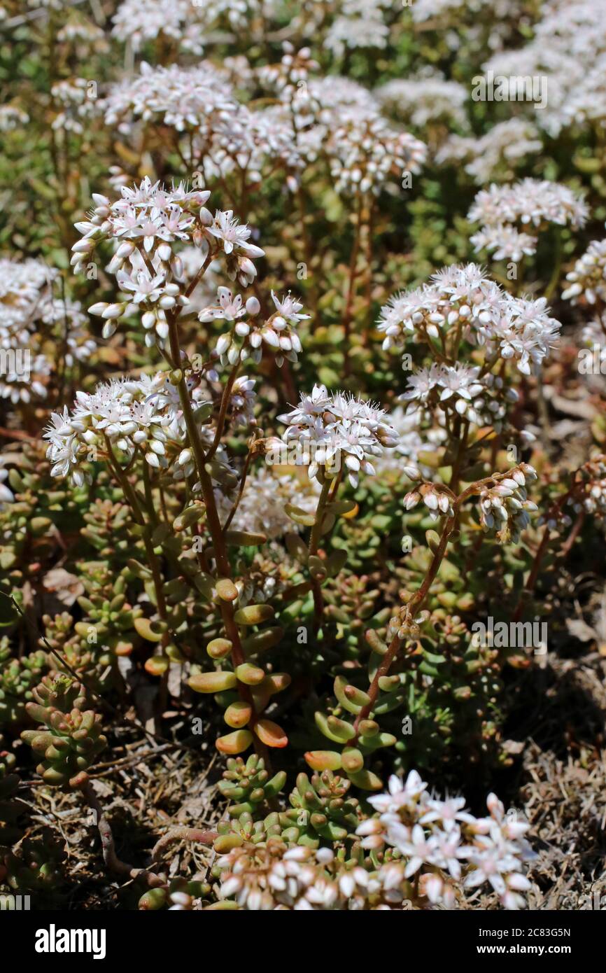 Sedum Album, White Stonecrop. Wildpflanze im Sommer erschossen. Stockfoto