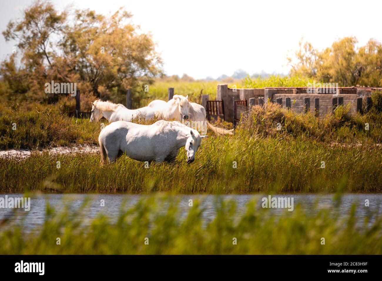 Nahaufnahme von drei weißen Camargue Pferden grasen in einem Sumpf in der Nähe eines Kanals, mit einem entfernten Baum im Hintergrund Stockfoto