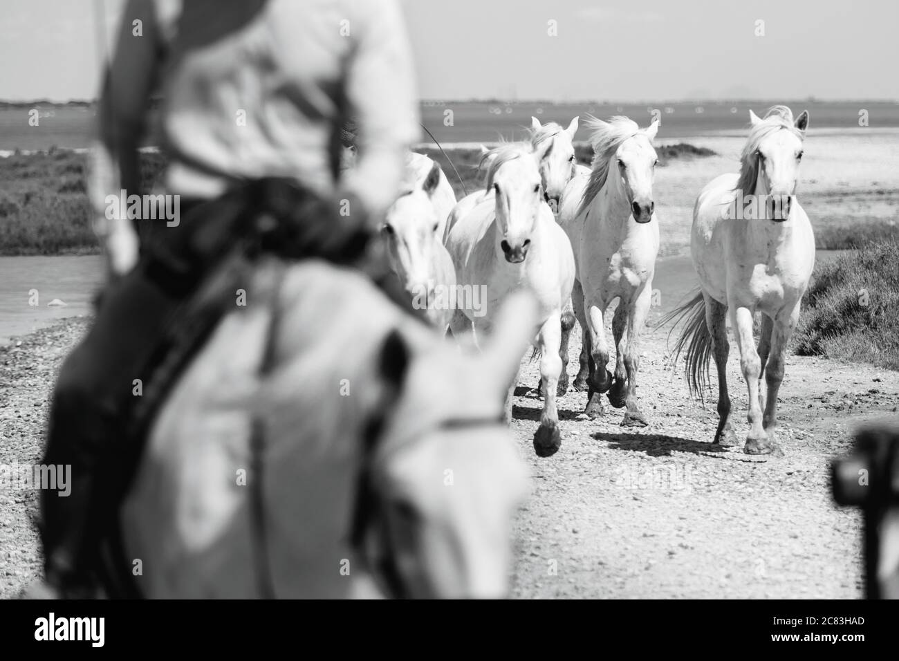 Schwarz-weiß Nahaufnahme einer Herde weißer Camargue-Pferde, die mit einem Cowboy im Vordergrund traben Stockfoto