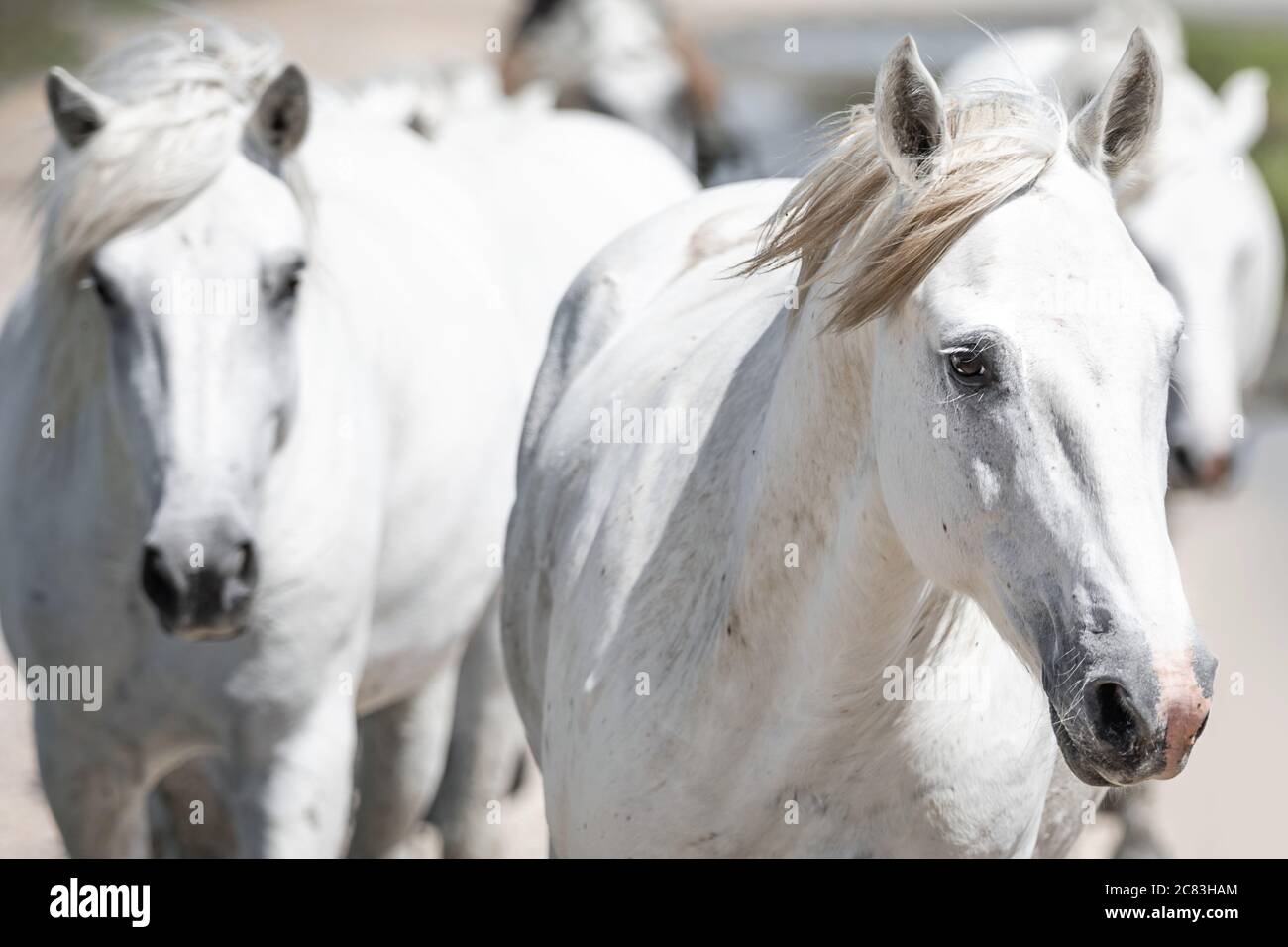 Nahaufnahme einer Herde weißer Camargue-Pferde, die traben Stockfoto
