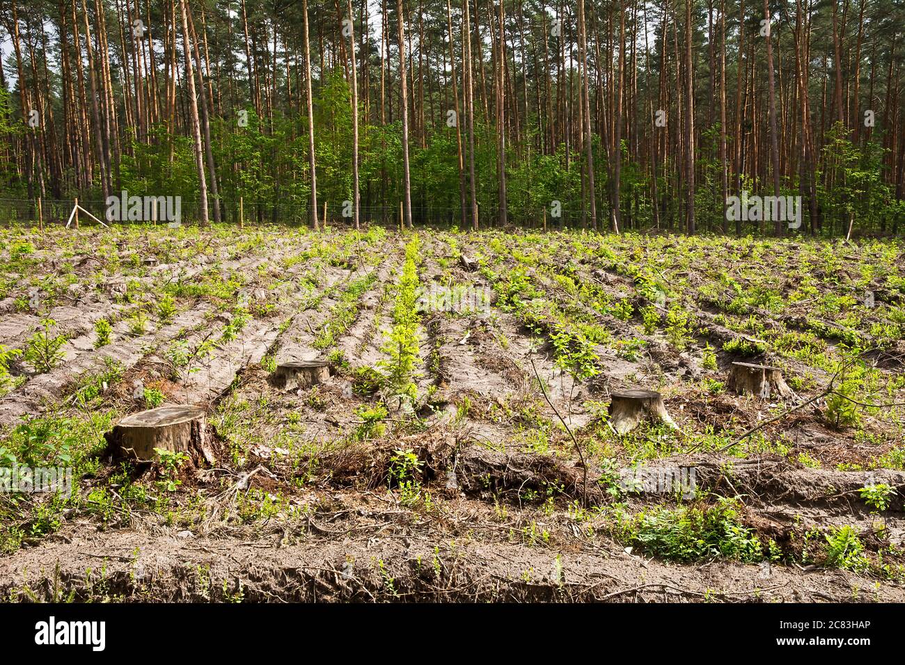 Feld der jungen Wald Sämlinge eingezäunten Gitter Stockfoto