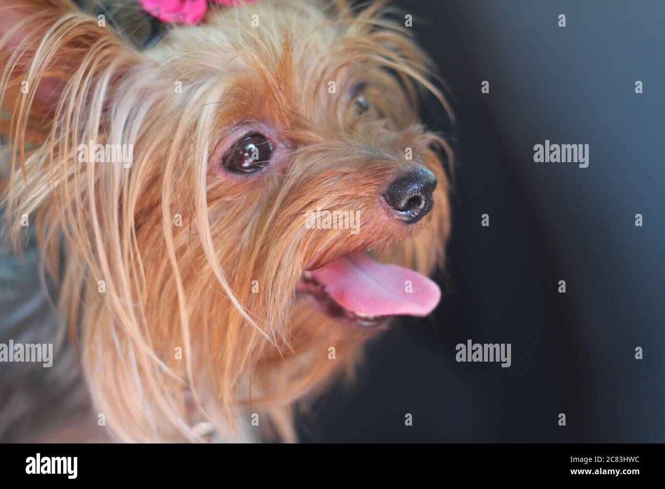 Ein kleiner Hund von Yorkshire Terrier steht auf dem Gras und schaut. Stockfoto